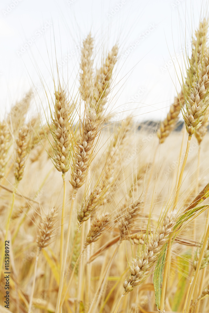 Fototapeta premium Field of wheat