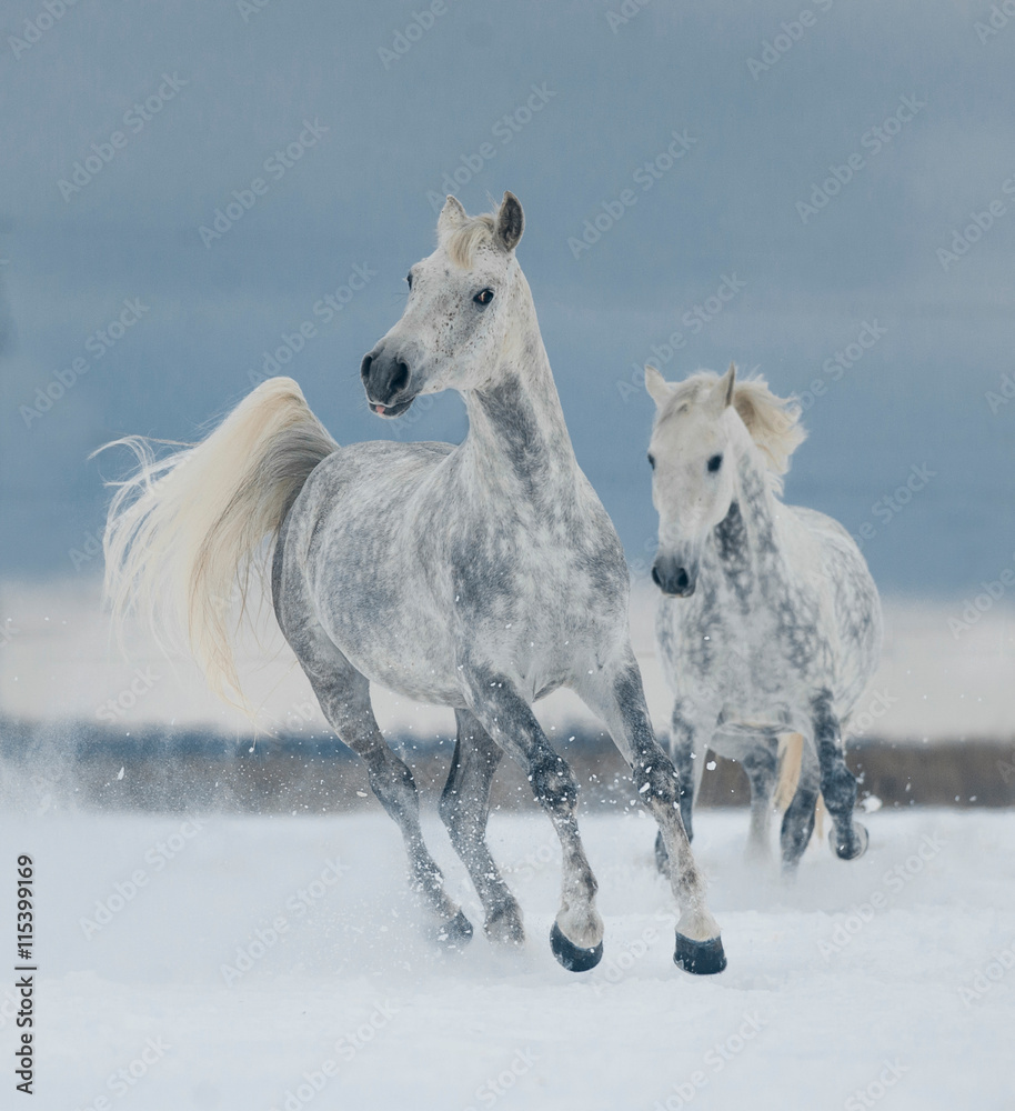 two white horses running free in the snow