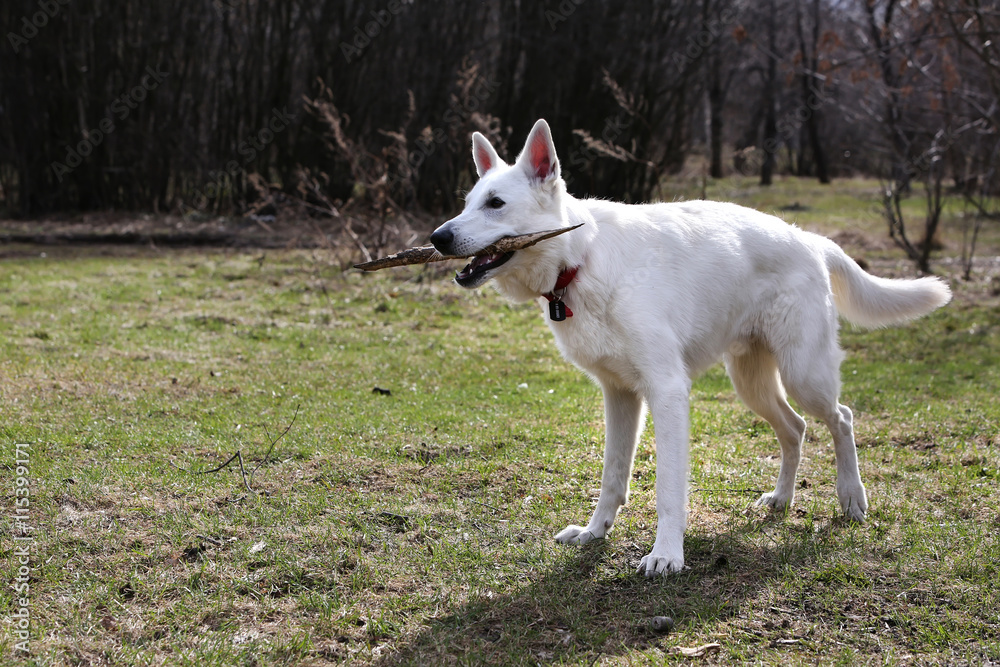 Fototapeta premium White Swiss shepherd dog