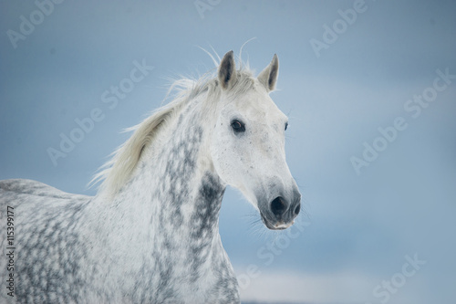 grey dappled horse winter portrait