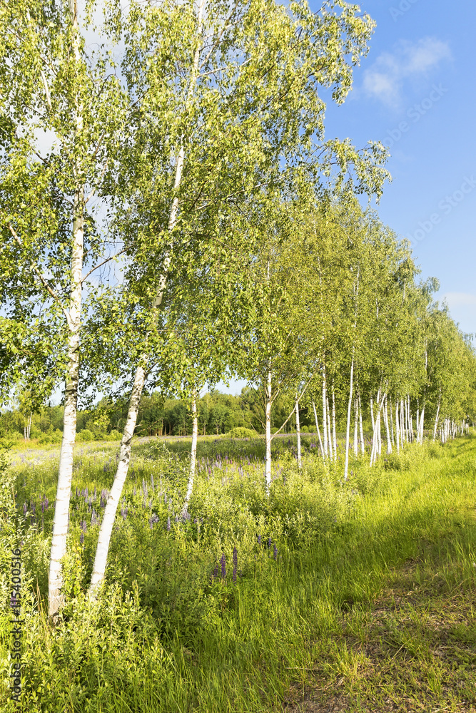 Birch tree forest. Birch tree forest.