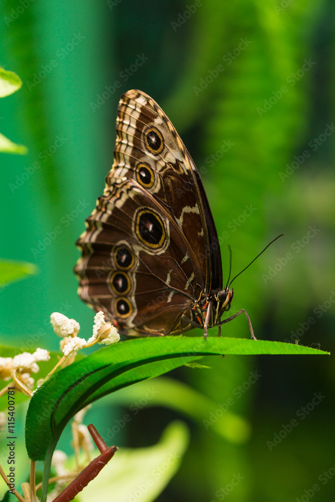 Closeup butterfly on flower. Common tiger butterfly. Closeup butterfly on flower. Common tiger butterfly.