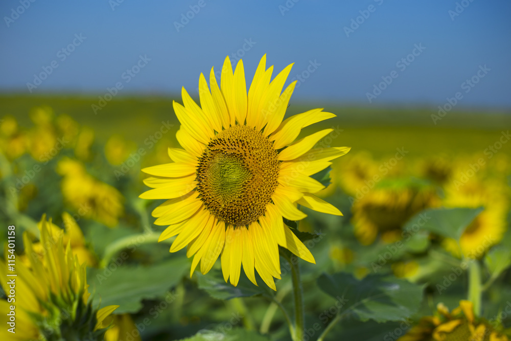 Beautiful landscape with sunflower field over cloudy blue sky and bright sun lights Beautiful landscape with sunflower field over cloudy blue sky and bright sun lights