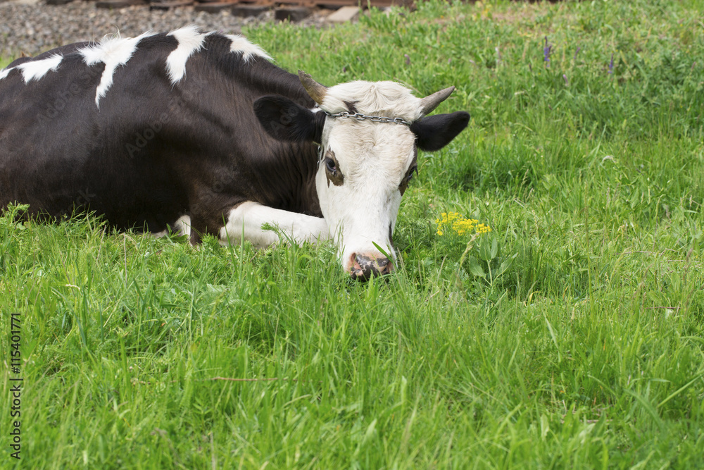 Funny cow on a green summer meadow. Funny cow on a green summer meadow.