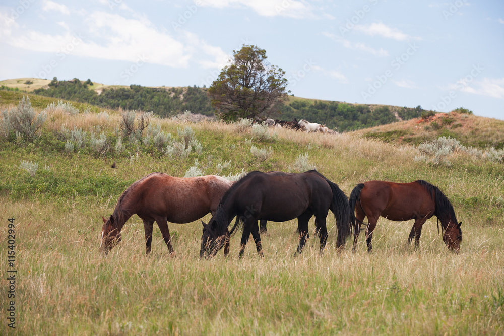 Wild horses at Theodore Roosevelt National Park, North Dakota USA