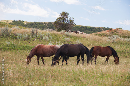 Wild horses at Theodore Roosevelt National Park, North Dakota USA