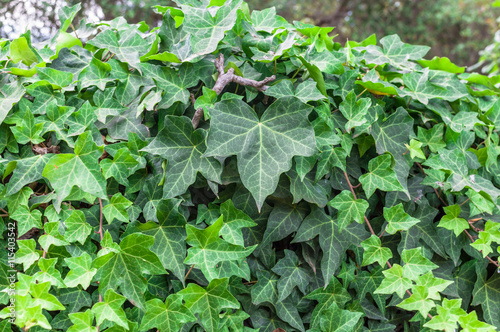Closeup of ivy leaf