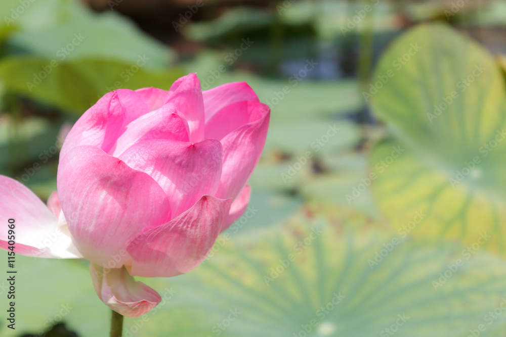 Beautiful pink lotus flower in tub at outdoor.