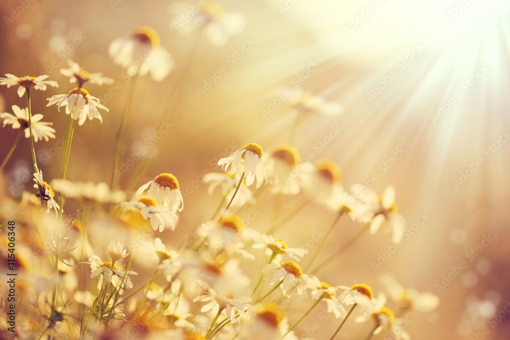 Beautiful nature scene with blooming chamomiles in sun flares Beautiful nature scene with blooming chamomiles in sun flares