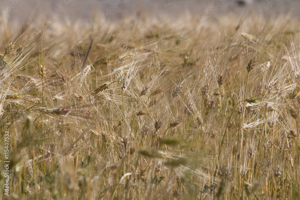 Fototapeta premium Beautiful golden cereals field