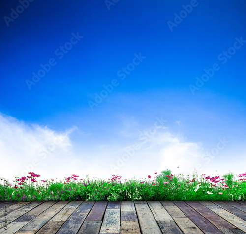 Cosmos flowers. Fresh flowers on blue sky background. Flower garden