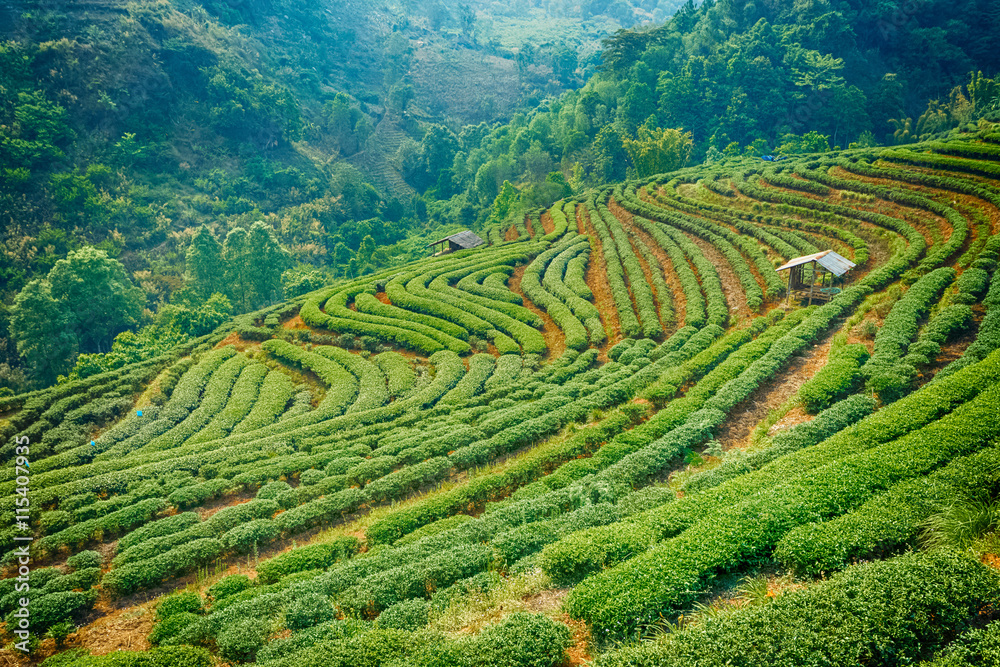 Tea plantation in the Chiang Mai highlands, Thailand