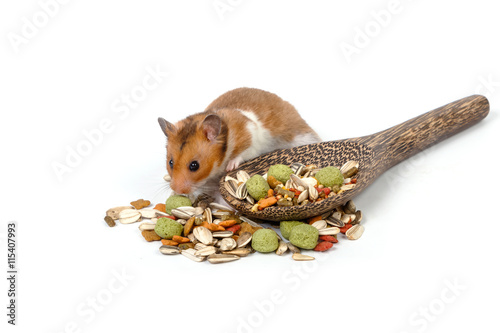 Syrian hamster eating some hamster food