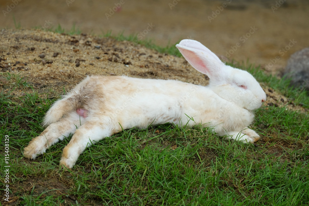 cute white rabbit sleep on the grass in the garden cute white rabbit sleep on the grass in the garden