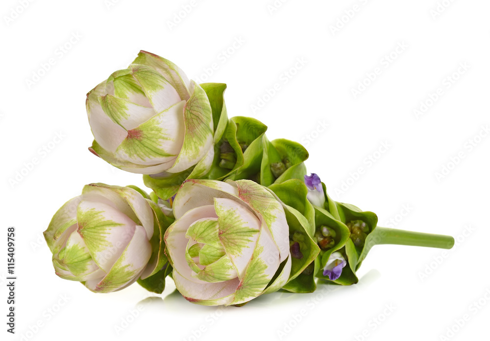 siam tulip flower isolated on white background Stock Photo | Adobe Stock