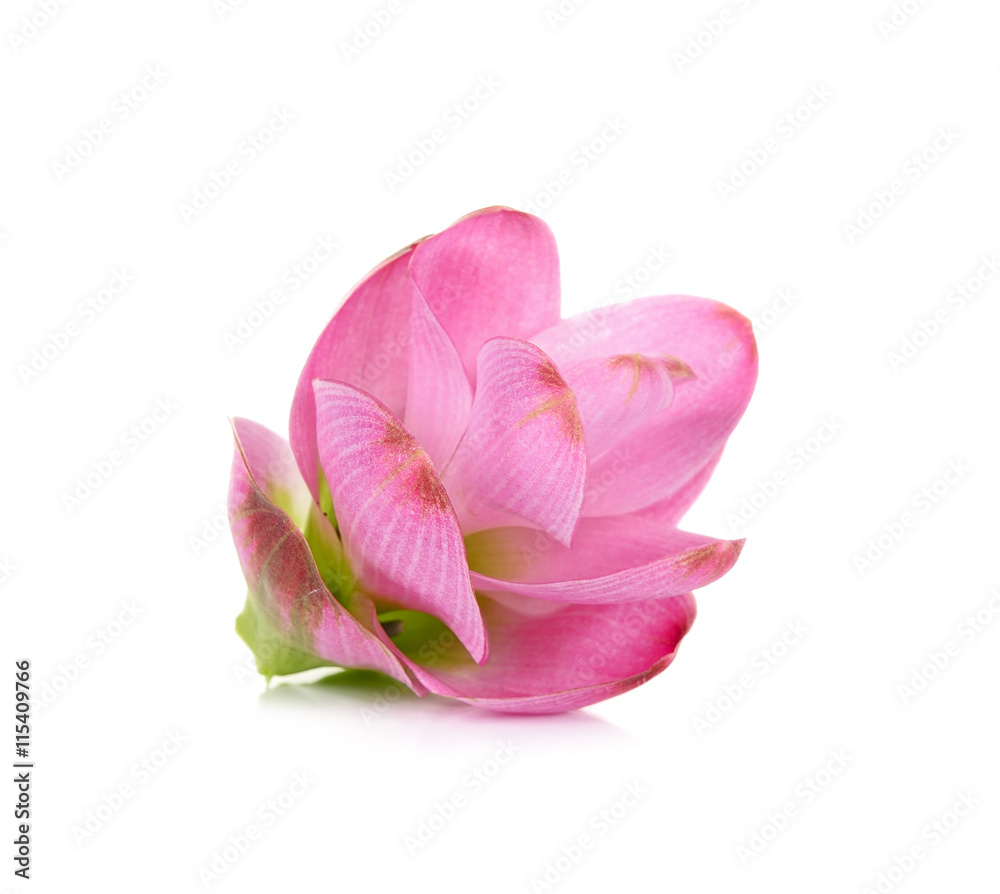 siam tulip flower isolated on white background
