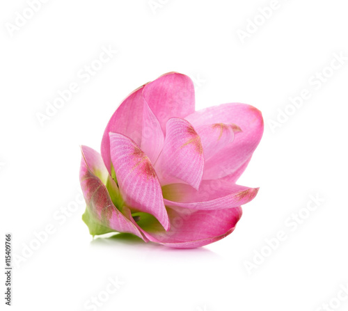 siam tulip flower isolated on white background