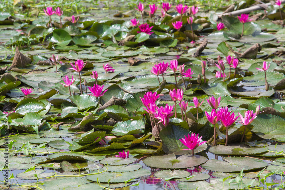 lotus flower in blooming at summer of the pond