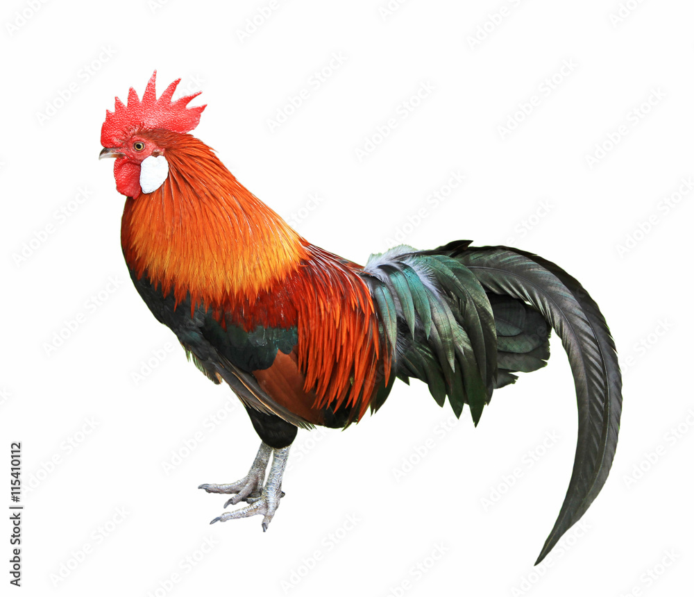 Fototapeta premium Colorful rooster isolated on white background