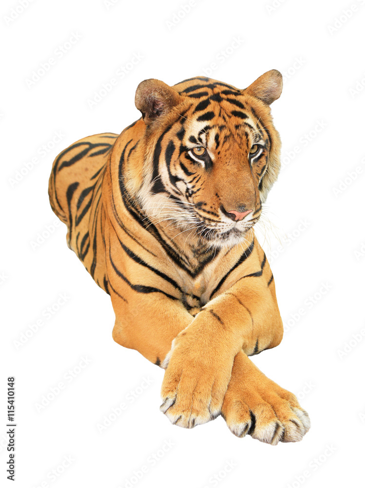 Obraz premium Tiger isolated on white background