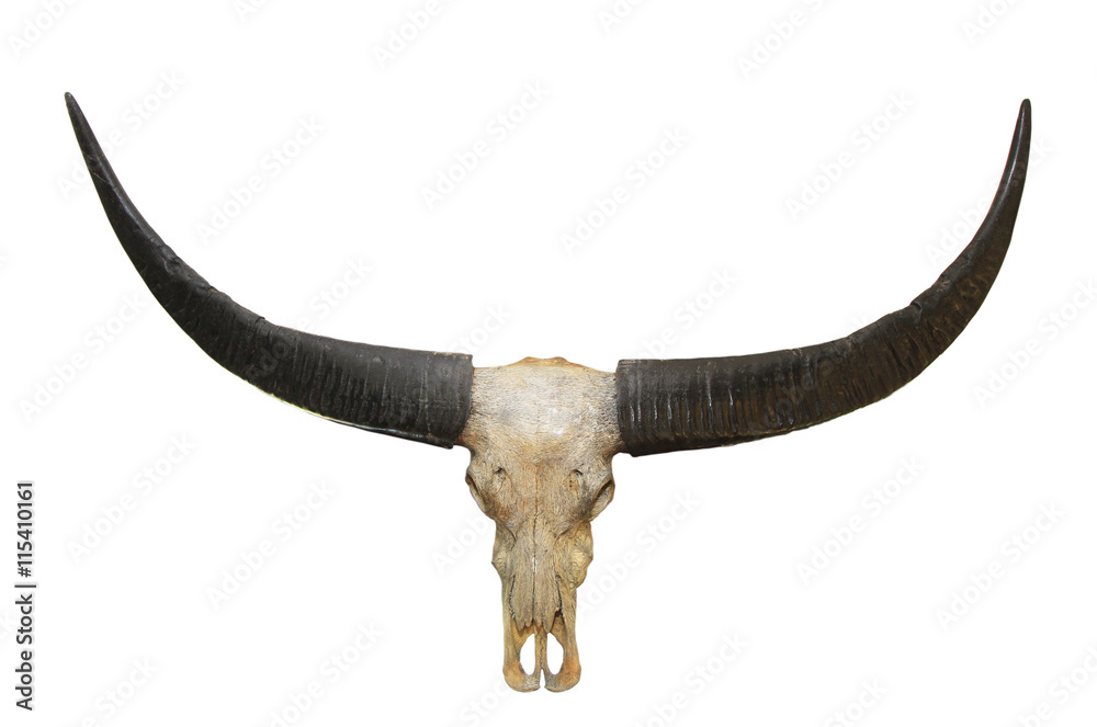 Fototapeta premium Buffalo skull isolated on white background