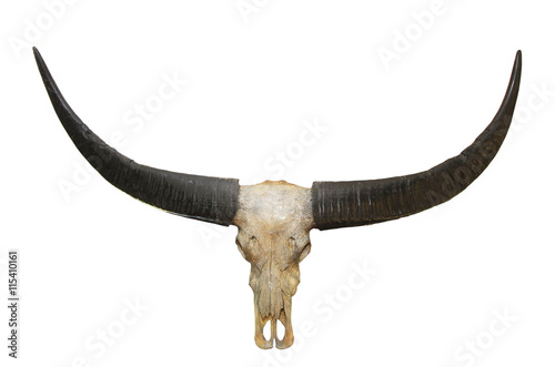 Buffalo skull isolated on white background © Direk Takmatcha
