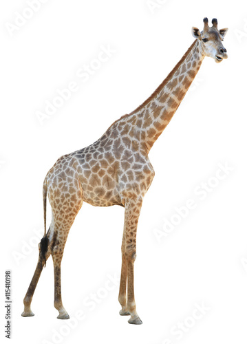 Fototapeta Naklejka Na Ścianę i Meble -  Giraffe isolated on white background