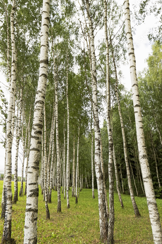 Fototapeta premium Birch tree forest.