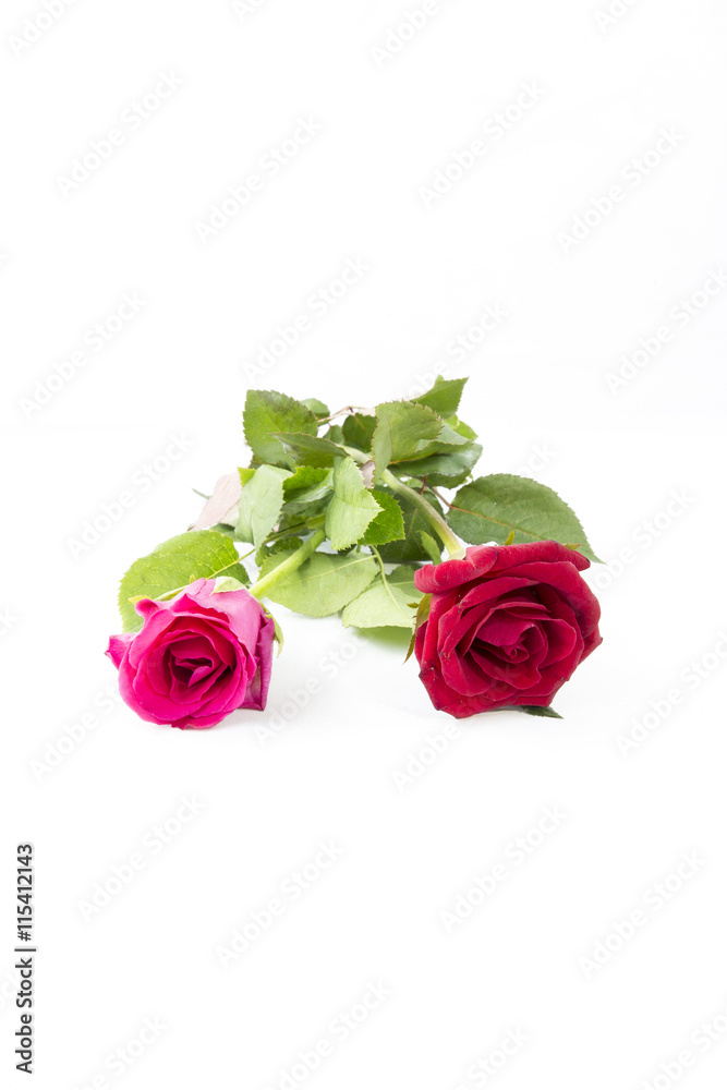 Fototapeta premium Red and Pink Rose isolated on White background