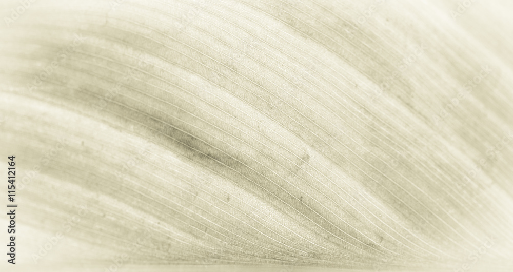 Obraz premium Beautiful sepia toned leaf with soft focus