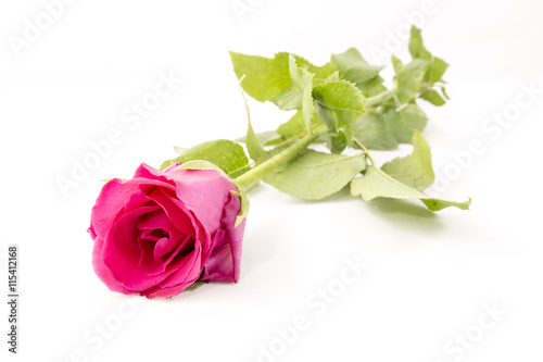 Pink Rose isolated on White background