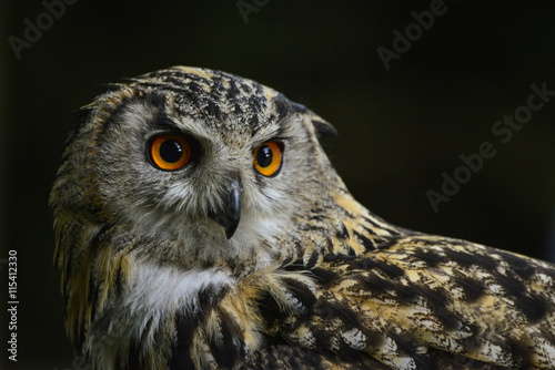 Stunning portrait of European Eagle Owl bubo bubo