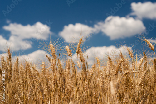 Cereal Plants  Wheat  with different focus