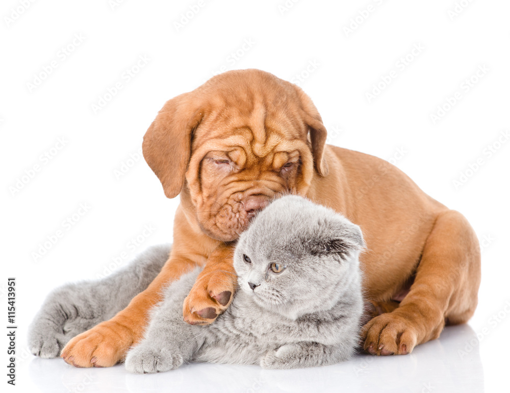 Bordeaux puppy embracing scottish cat. isolated on white background