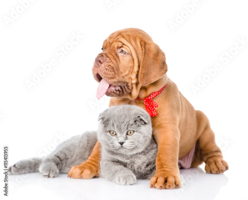 Bordeaux puppy hugging cat. isolated on white background