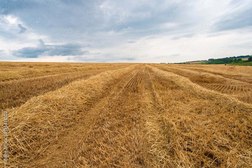 straw on harvested wheat field