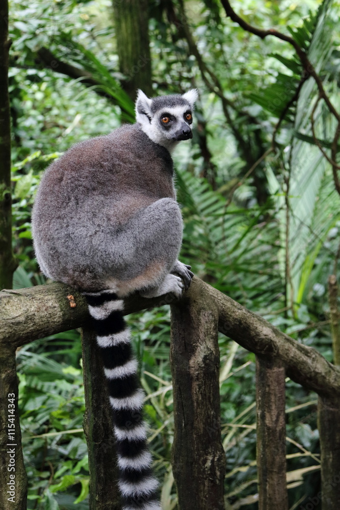 Fototapeta premium Ring Tailed Lemur 1