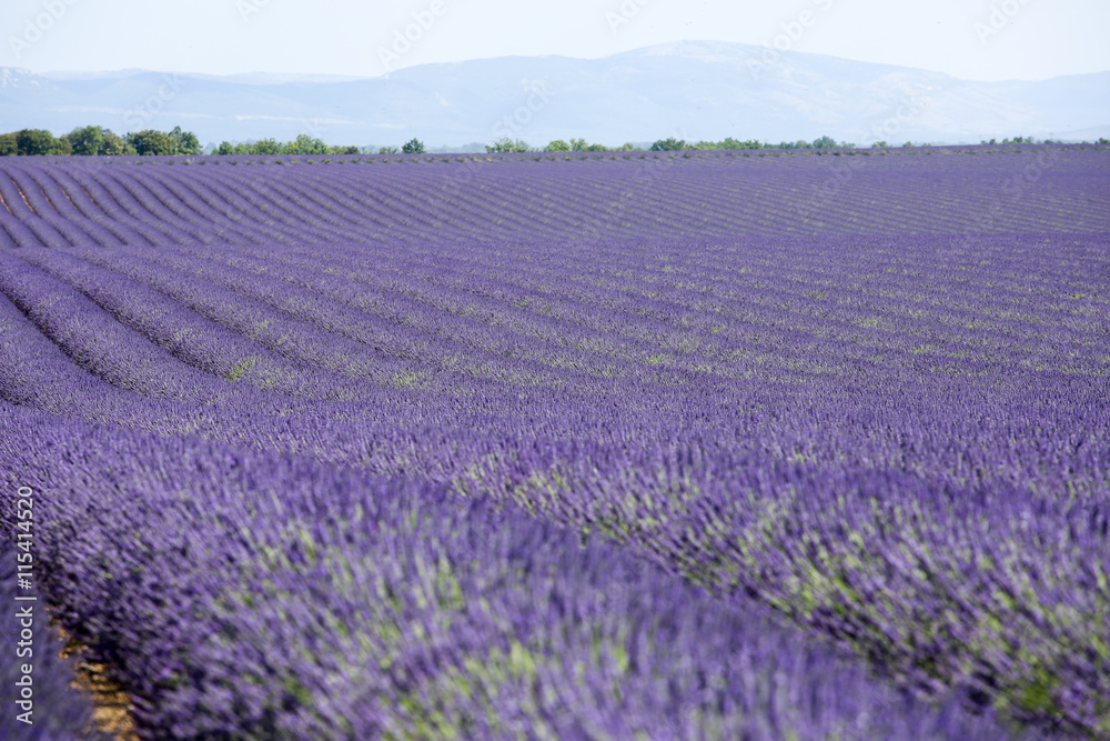 Obraz premium lavande en provence