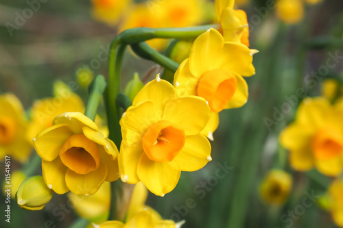 Jonquils Bright Yellow and Orange 1