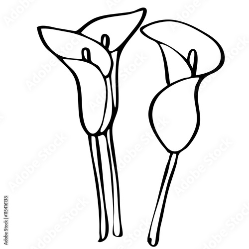 Calla lilies