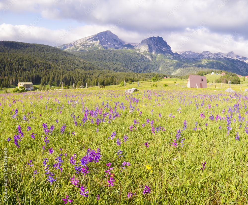 Fototapeta premium Kwiaty kwitnące na górskiej łące,Durmitor,Czarnogóra
