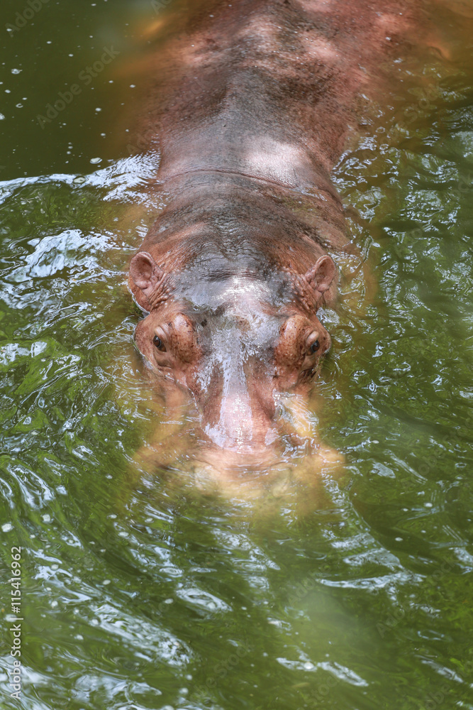 Obraz premium hippopotamus to soaking water.