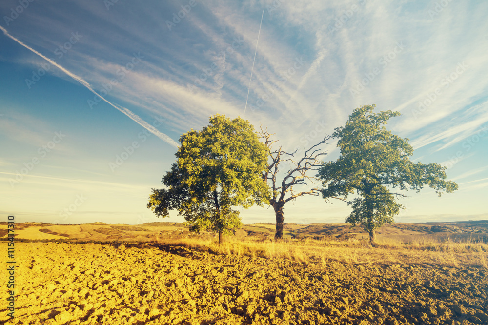 Fototapeta premium Dęby jesienią w Toskanii