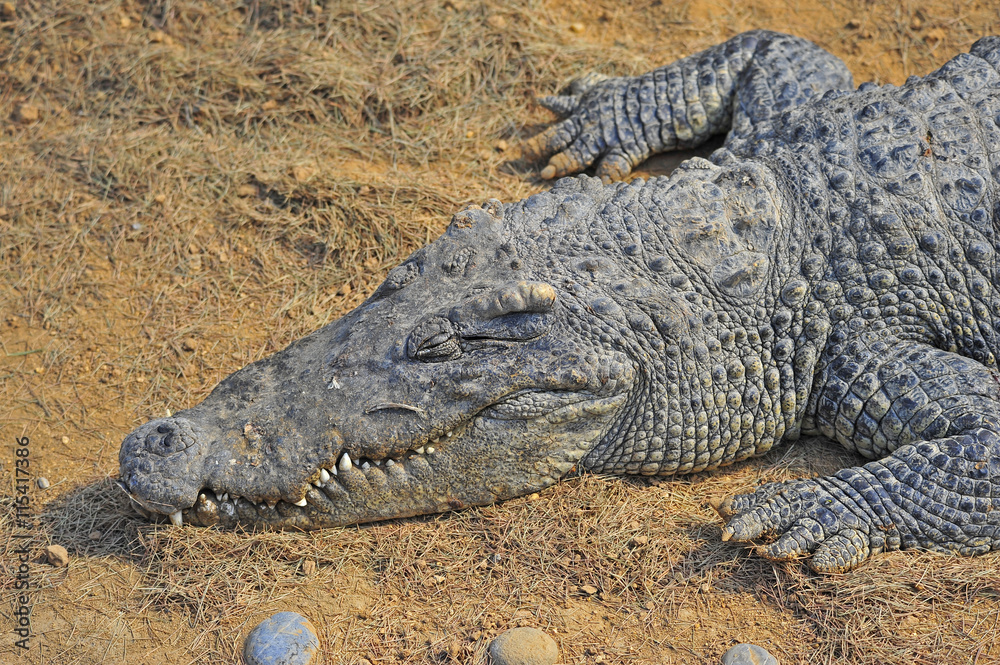 Obraz premium The crocodile