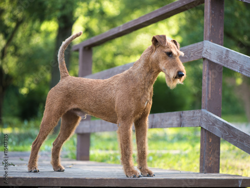Valokuva Irish terrier dog stays on the wooden bridge on the forest nature background