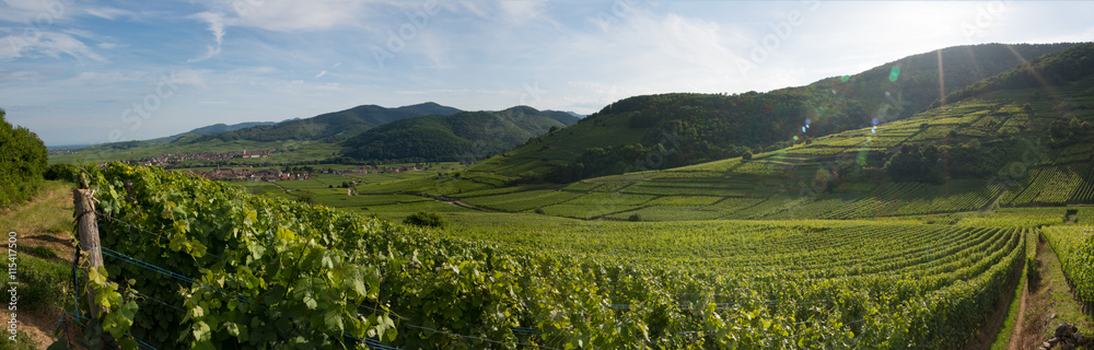Panorama du vignoble d'Alsace, Kientzheim, Ammerschwihr, Piémont des Vosges