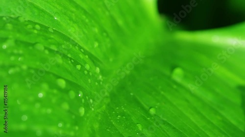 葉に流れる雫・エコイメージ