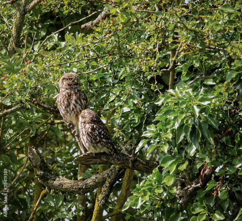 Pair of wild little owls with young owl looking at adult (Athene noctua)