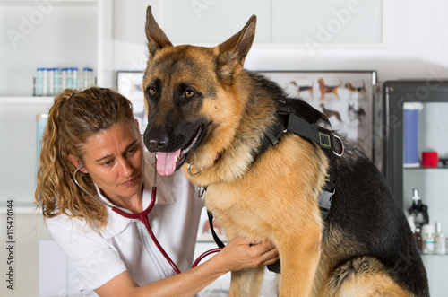 Veterinary with a German Shepherd dog