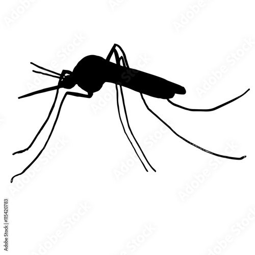 mosquito